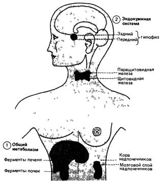 Генетическая изменчивость вне мозга, влияющая на поведение человека - student2.ru