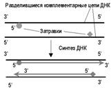 Генная инженерия. Создание и использование рекомбинантных ДНК. - student2.ru