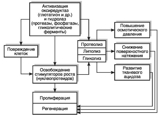 гипо- и гипербиотические процессы - student2.ru