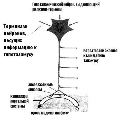 Гипоталамо-гипофизарная система - student2.ru