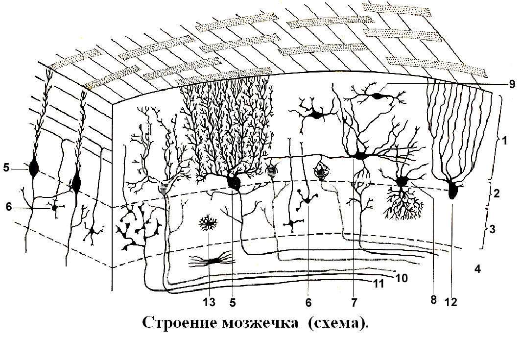 Гистология соматической и вегетативной нервной системы - student2.ru
