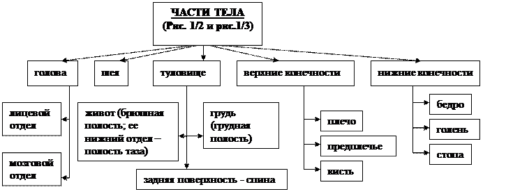 глава 1.2. человек как предмет изучения анатомии и физиологии - student2.ru