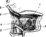 глава 1. анатомия органов речи - student2.ru