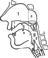 глава 1. анатомия органов речи - student2.ru