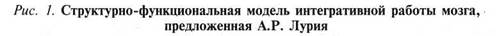 глава 1. интеллект и высшие мозговые функции - student2.ru