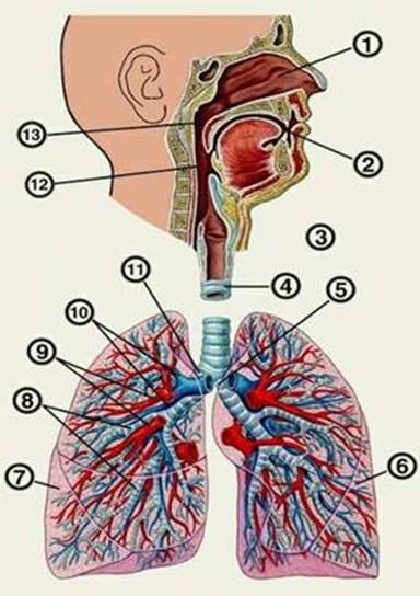 Глава 1 . Строение дыхательной системы человека - student2.ru