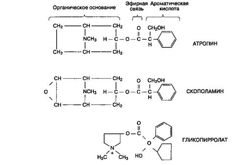 глава 11 м-холиноблокаторы - student2.ru