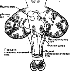 глава 16. атаксия, нарушения равновесия и походки - student2.ru