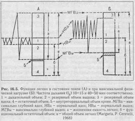 глава 16 органы системы дыхания - student2.ru