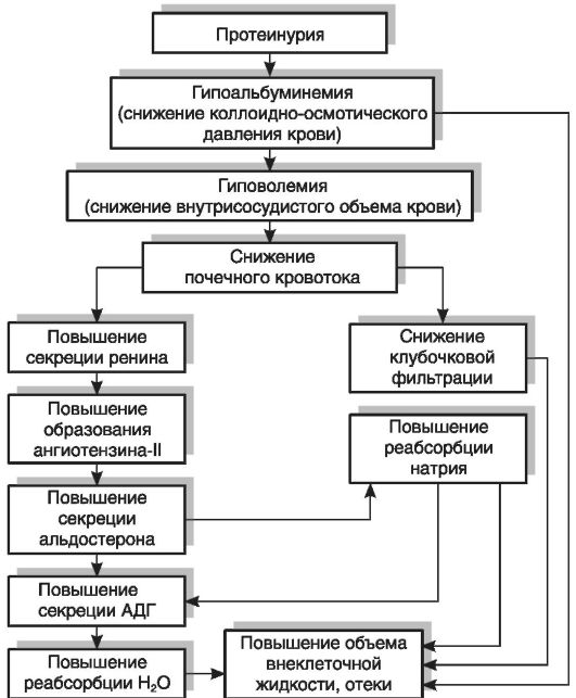 глава 19 патофизиология почек - student2.ru