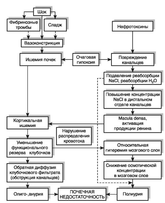 глава 19 патофизиология почек - student2.ru