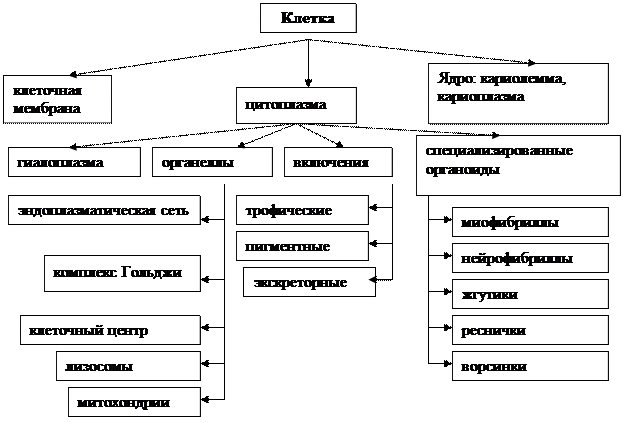 глава 2.1. основы цитологии. клетка. - student2.ru