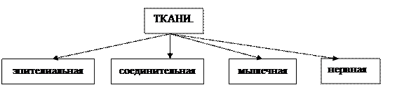 глава 2.2. основы гистологии. ткани. - student2.ru