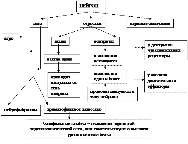 глава 2.2. основы гистологии. ткани. - student2.ru