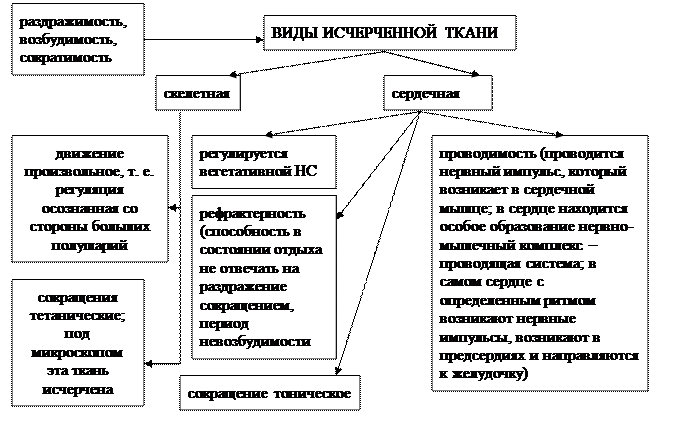 глава 2.2. основы гистологии. ткани. - student2.ru