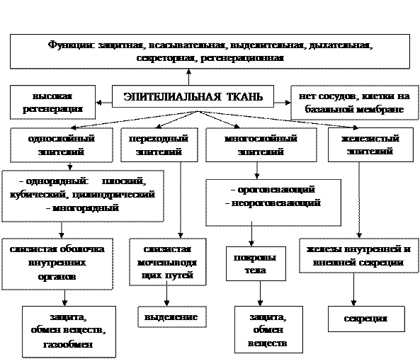 глава 2.2. основы гистологии. ткани. - student2.ru