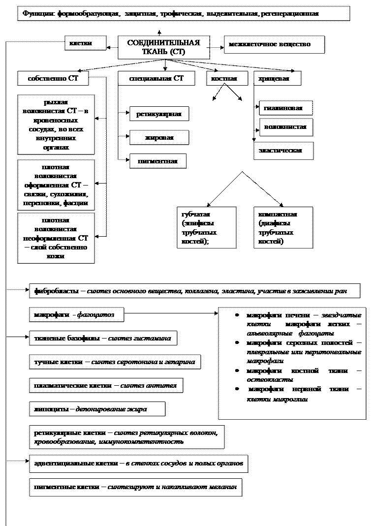 глава 2.2. основы гистологии. ткани. - student2.ru