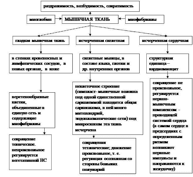 глава 2.2. основы гистологии. ткани. - student2.ru