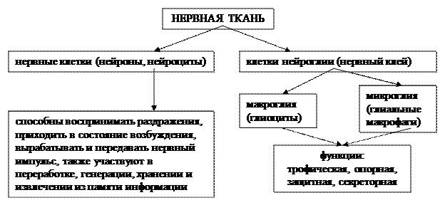 глава 2.2. основы гистологии. ткани. - student2.ru