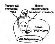 ГЛАВА 2. Анатомия и гистология проводящей системы - student2.ru