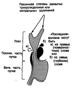 ГЛАВА 2. Анатомия и гистология проводящей системы - student2.ru