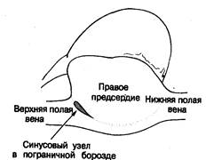 ГЛАВА 2. Анатомия и гистология проводящей системы - student2.ru