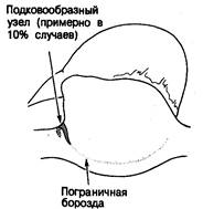 ГЛАВА 2. Анатомия и гистология проводящей системы - student2.ru