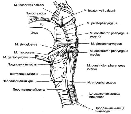 Глава 2. Дисфагия, боли в груди и гастроэзофагальный рефлюкс - student2.ru
