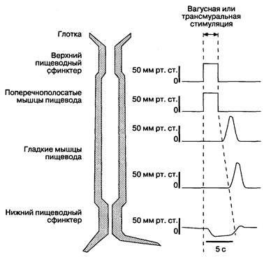 Глава 2. Дисфагия, боли в груди и гастроэзофагальный рефлюкс - student2.ru