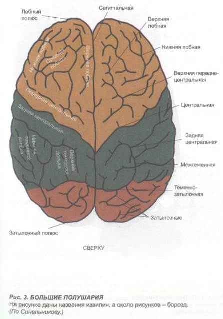 глава 2. морфологические особенности отдельных структур головного мозга и клиника их нарушений - student2.ru