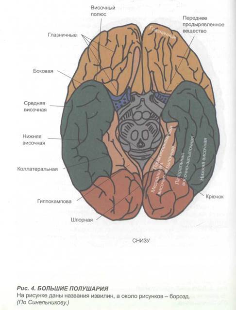 глава 2. морфологические особенности отдельных структур головного мозга и клиника их нарушений - student2.ru
