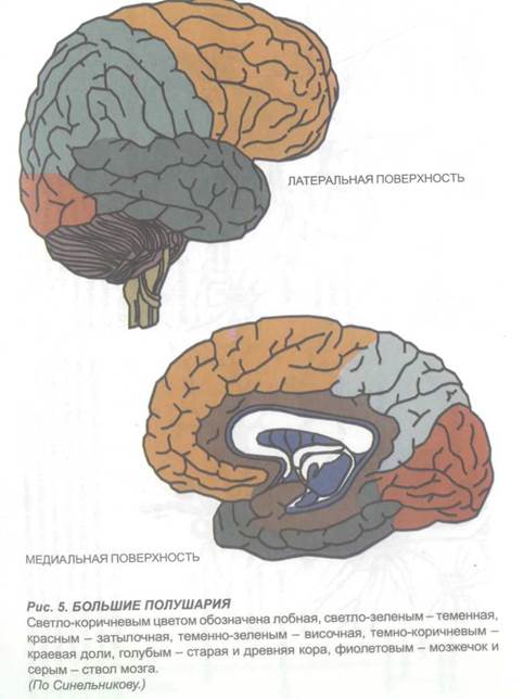 глава 2. морфологические особенности отдельных структур головного мозга и клиника их нарушений - student2.ru