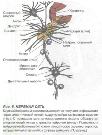 глава 2. морфологические особенности отдельных структур головного мозга и клиника их нарушений - student2.ru