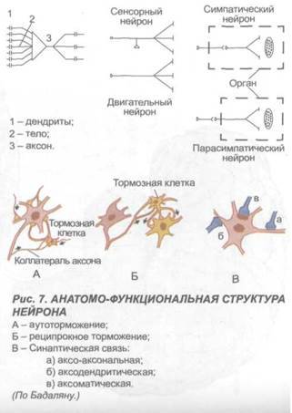 глава 2. морфологические особенности отдельных структур головного мозга и клиника их нарушений - student2.ru