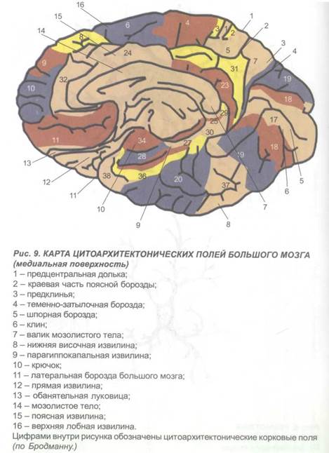 глава 2. морфологические особенности отдельных структур головного мозга и клиника их нарушений - student2.ru