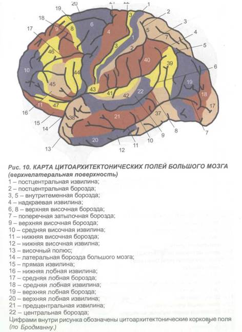 глава 2. морфологические особенности отдельных структур головного мозга и клиника их нарушений - student2.ru