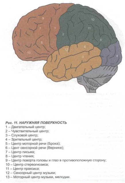 глава 2. морфологические особенности отдельных структур головного мозга и клиника их нарушений - student2.ru