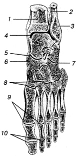 глава 2. соединение костей стопы между собой - student2.ru