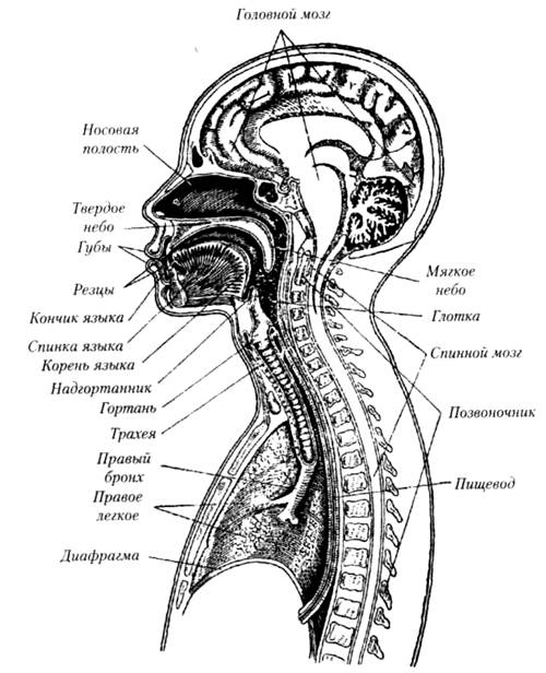 глава 3. анатомия, физиология - student2.ru