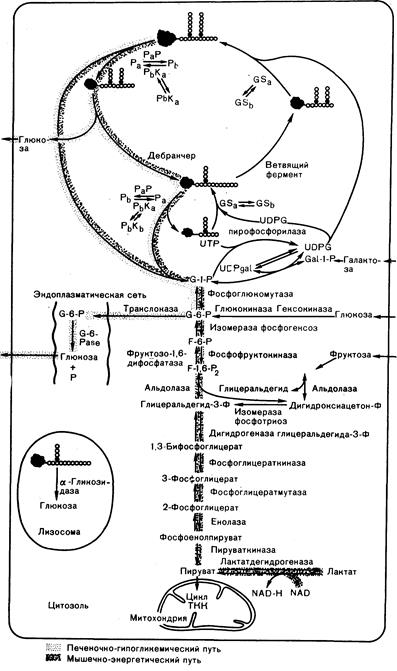 глава 313. болезни накопления гликогена - student2.ru