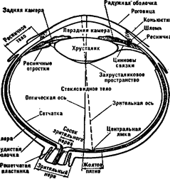 глава 4. анатомия, физиология и возрастные особенности сенсорных систем - student2.ru