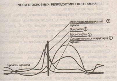 Глава 4. Давайте же наконец выясним, что такое менструальный цикл - student2.ru