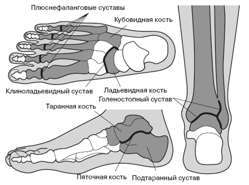 глава 4. описание всех суставов стопы и их соединение между собой - student2.ru