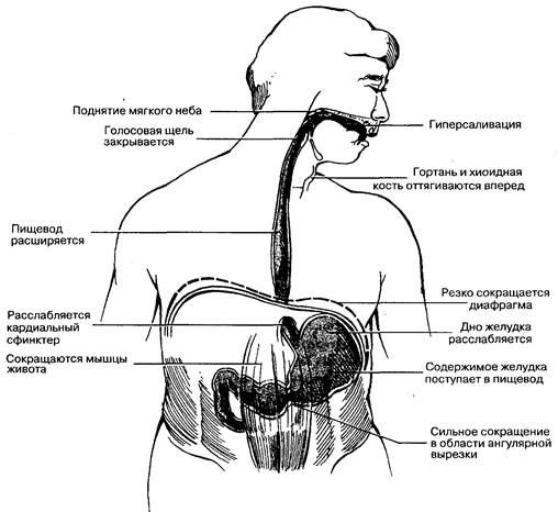 глава 4. патофизиология тошноты и рвоты - student2.ru