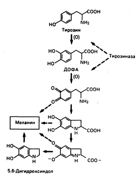 глава 51. пигментация кожи и нарушения обмена меланина - student2.ru