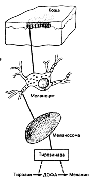 глава 51. пигментация кожи и нарушения обмена меланина - student2.ru