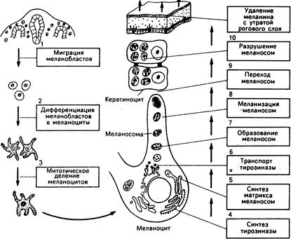 глава 51. пигментация кожи и нарушения обмена меланина - student2.ru