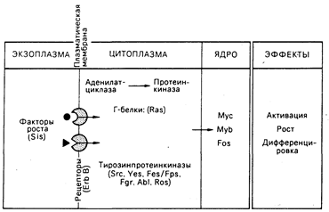 глава 59. онкогены и неопластические заболевания - student2.ru