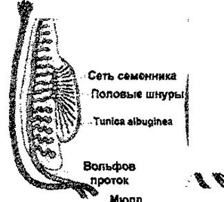 глава 6. возрастная морфология половых систем - student2.ru