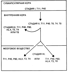 глава 62. введение в клиническую иммунологию - student2.ru